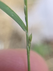 Muhlenbergia schreberi