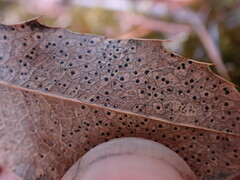 Coccomyces dentatus