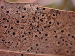 Coccomyces dentatus