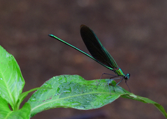 Neurobasis chinensis
