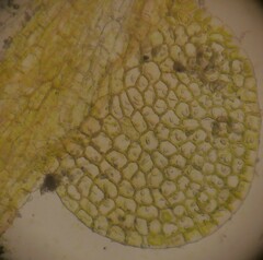 Solenostoma gracillimum