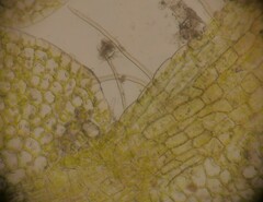 Solenostoma gracillimum