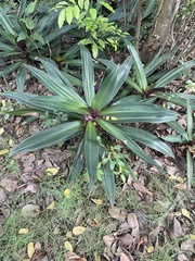 Tradescantia spathacea