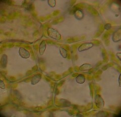 Solenostoma gracillimum