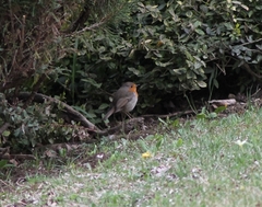 Erithacus rubecula rubecula