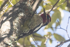 Sphyrapicus ruber × nuchalis