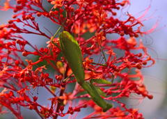 Hierodula membranacea