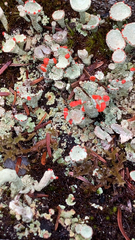 Cladonia pleurota