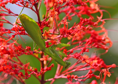 Hierodula membranacea