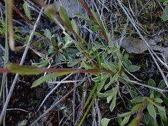 Antennaria howellii