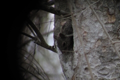 Sciurus yucatanensis