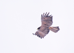 Ictinaetus malaiensis