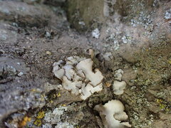 Dermatocarpon miniatum