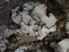 Dermatocarpon miniatum