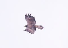 Ictinaetus malaiensis