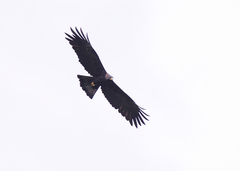 Ictinaetus malaiensis