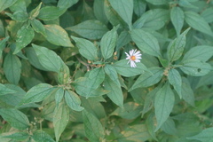 Parietaria officinalis
