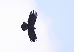 Ictinaetus malaiensis