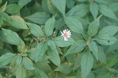 Parietaria officinalis