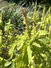 Acalypha ostryifolia