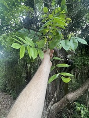 Bursera simaruba