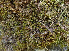 Plagiomnium venustum