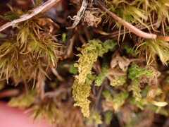 Plagiomnium venustum