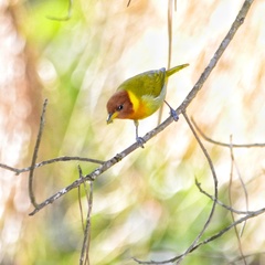 Hemithraupis ruficapilla
