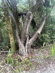 Bursera simaruba