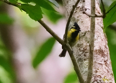 Machlolophus aplonotus