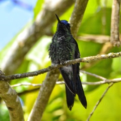 Thalurania glaucopis