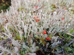 Cladonia floerkeana
