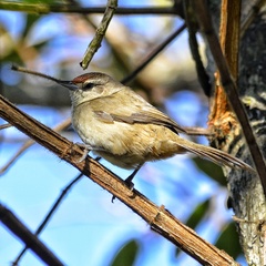 Phacellodomus rufifrons