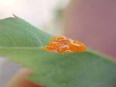 Phragmidium rosae-multiflorae
