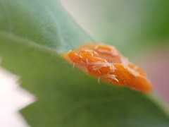 Phragmidium rosae-multiflorae