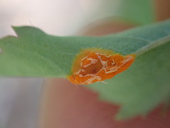 Phragmidium rosae-multiflorae