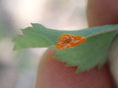 Phragmidium rosae-multiflorae