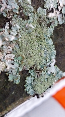Punctelia jeckeri