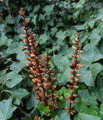 Orobanche hederae