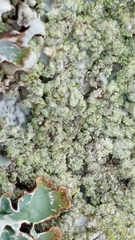 Punctelia jeckeri