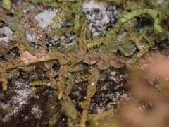 Porella cordaeana