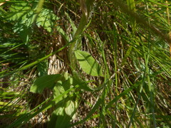 Hypochaeris uniflora