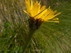 Hypochaeris uniflora