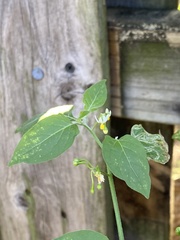 Solanum americanum