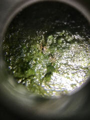 Linopenthaleus irki