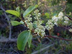 Ceanothus sanguineus
