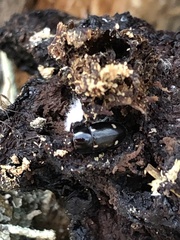 Glischrochilus siepmanni