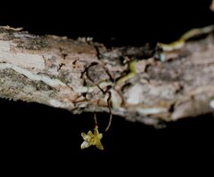 Dendrophylax porrectus