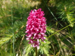 Gymnadenia