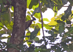 Chrysocolaptes guttacristatus